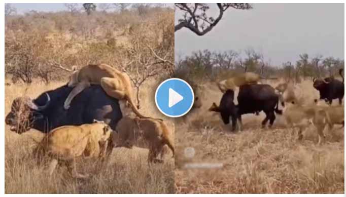 Lion Buffalo Fight Viral Video